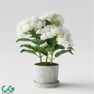 Hydrangea